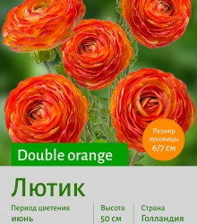  Лютик (Ranunculus) Double orange